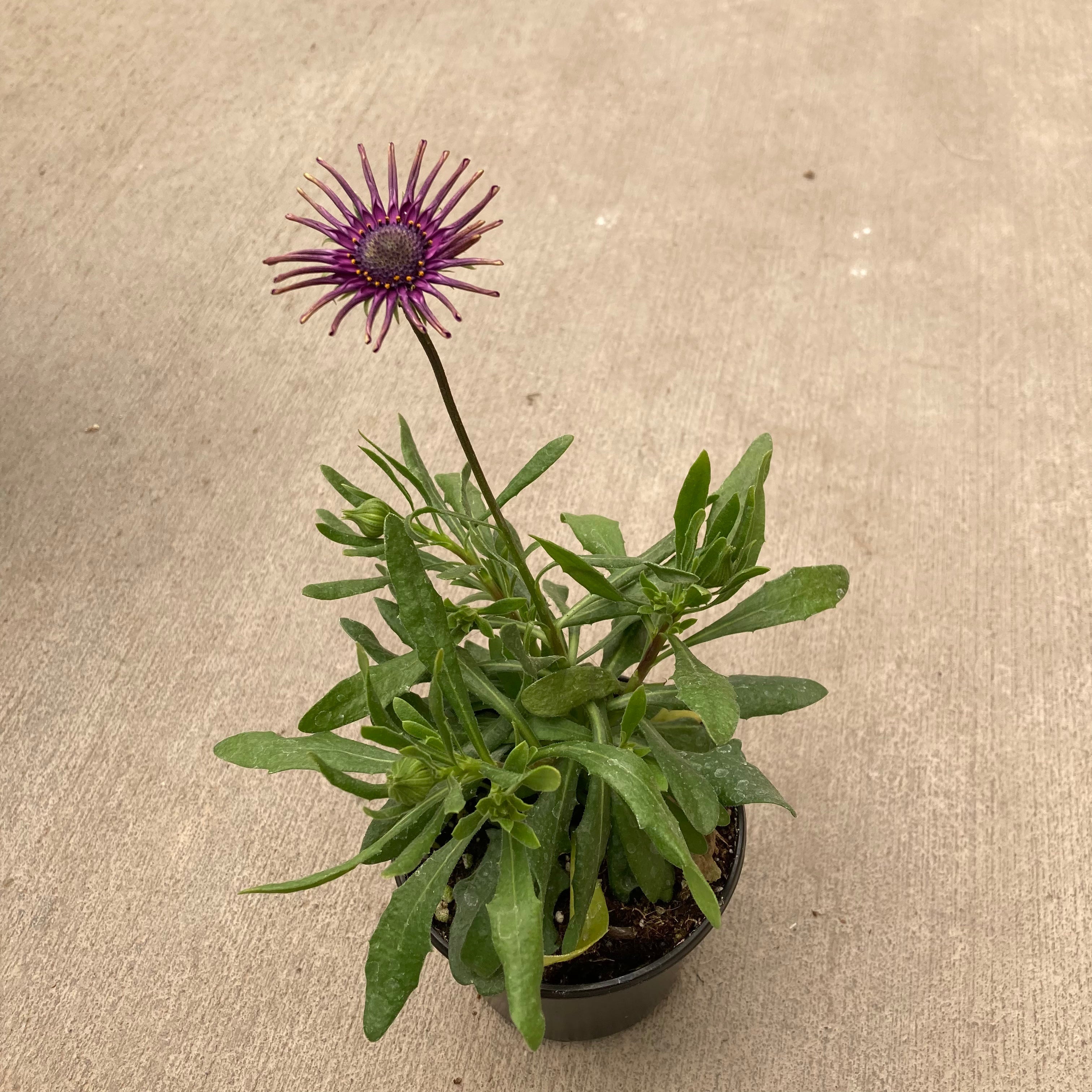spider looking plant with purple flowers Flower Power Spider Purple Osteospermum (African Daisy)