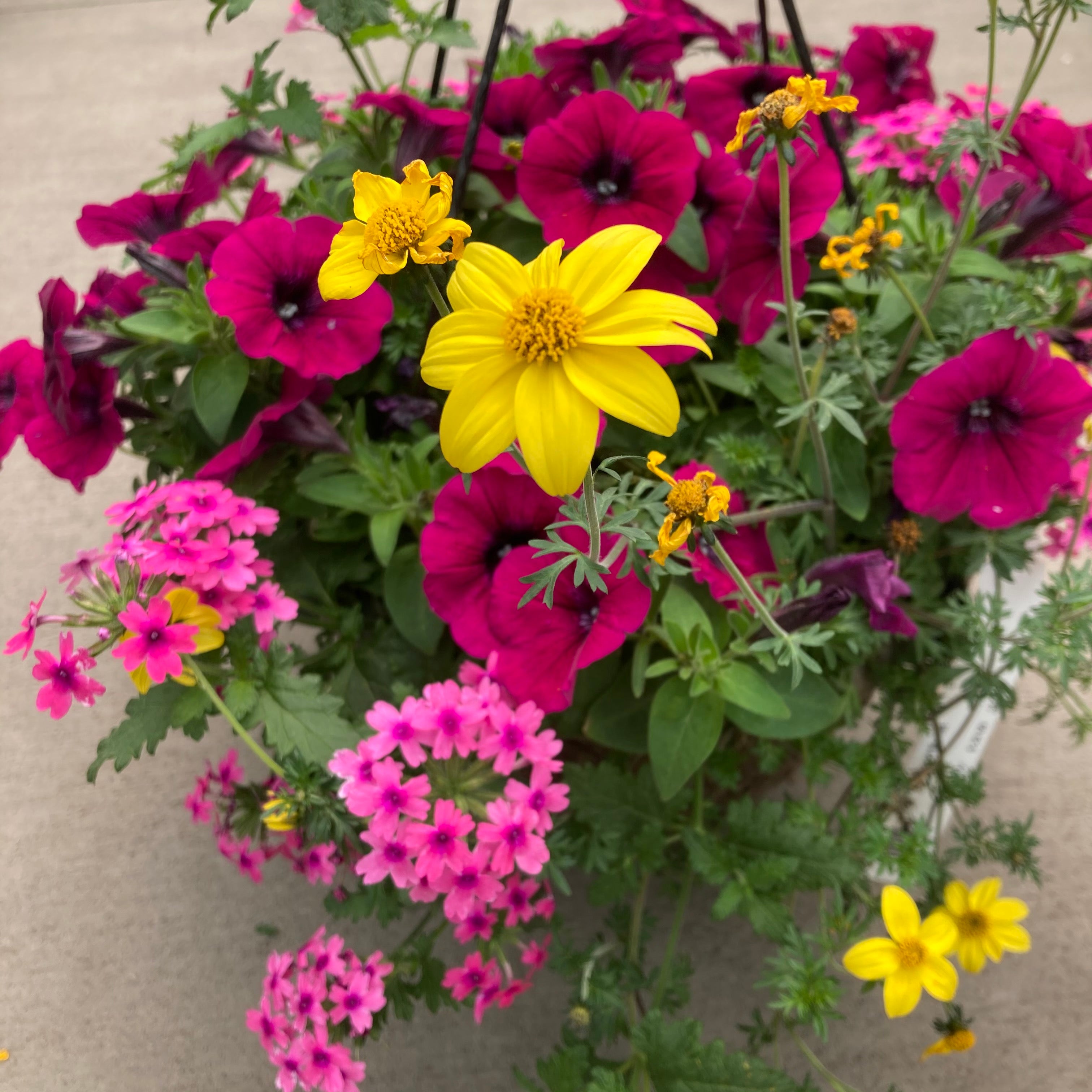 hanging basket plant mix 10" Kwik Mom's Chosen One Mix Hanging Basket
