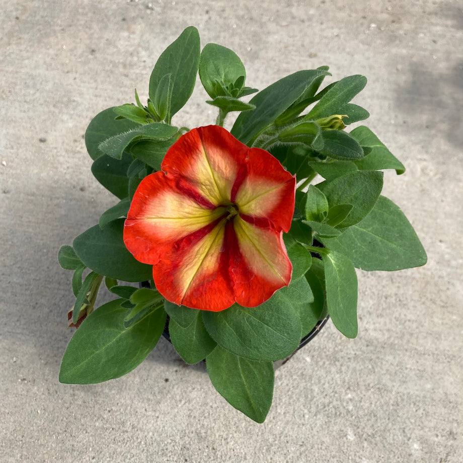 Crazytunia Frisky Orange Petunia – Southern Idaho Landscape Center