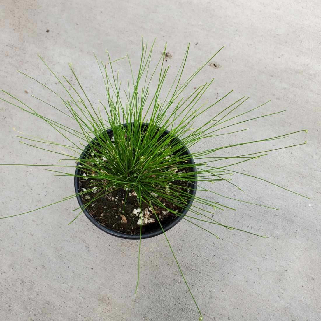 fiber optic plant indoors Isolepsis cernus