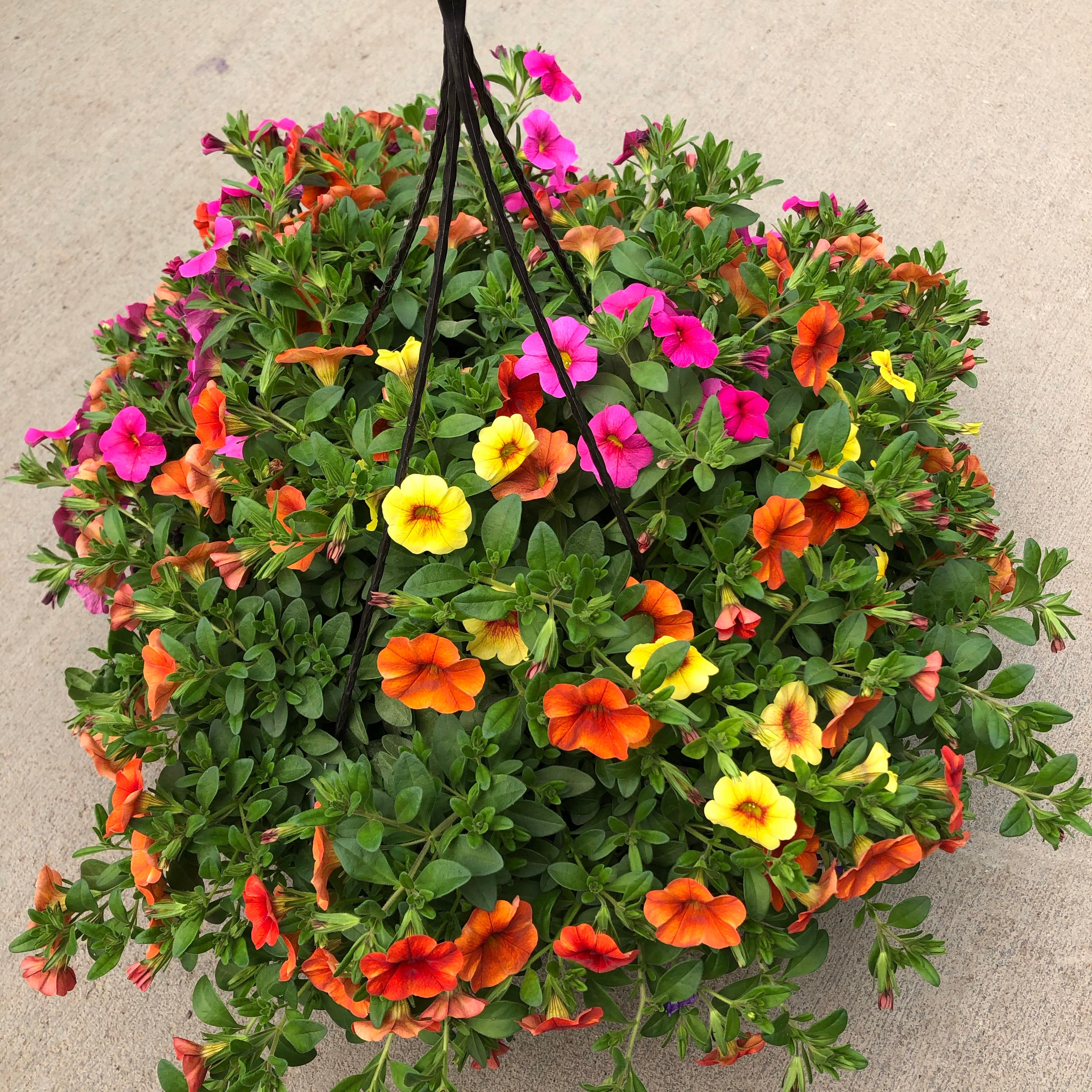 hawaiian hanging plants 10" Confetti Hawaiian Kalani Hanging Basket
