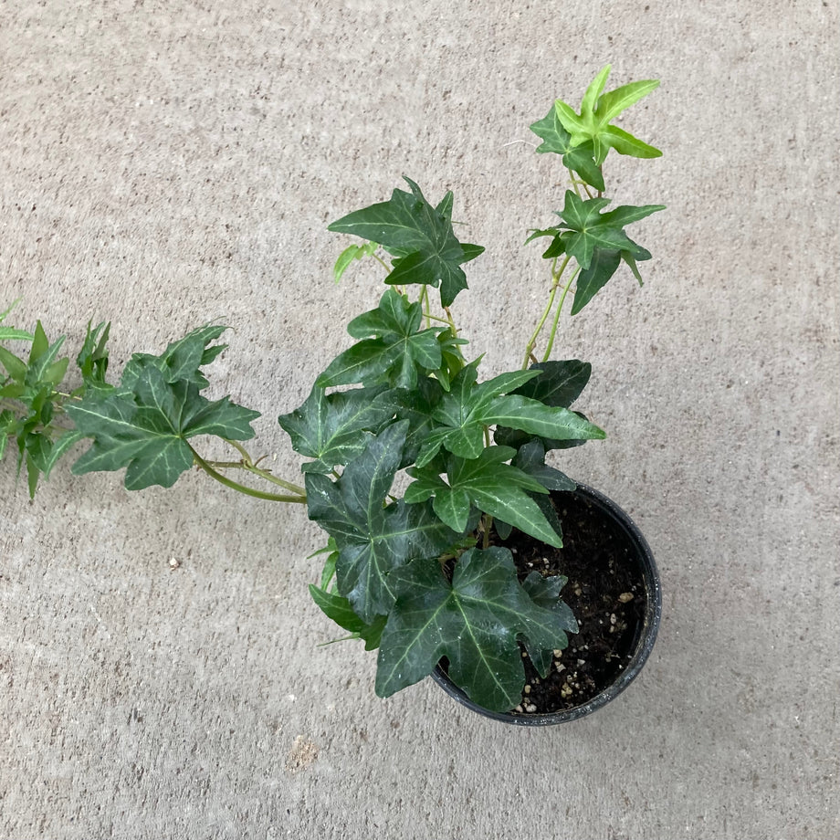 Hedera helix 'Ralf' (English Ivy) – Southern Idaho Landscape Center
