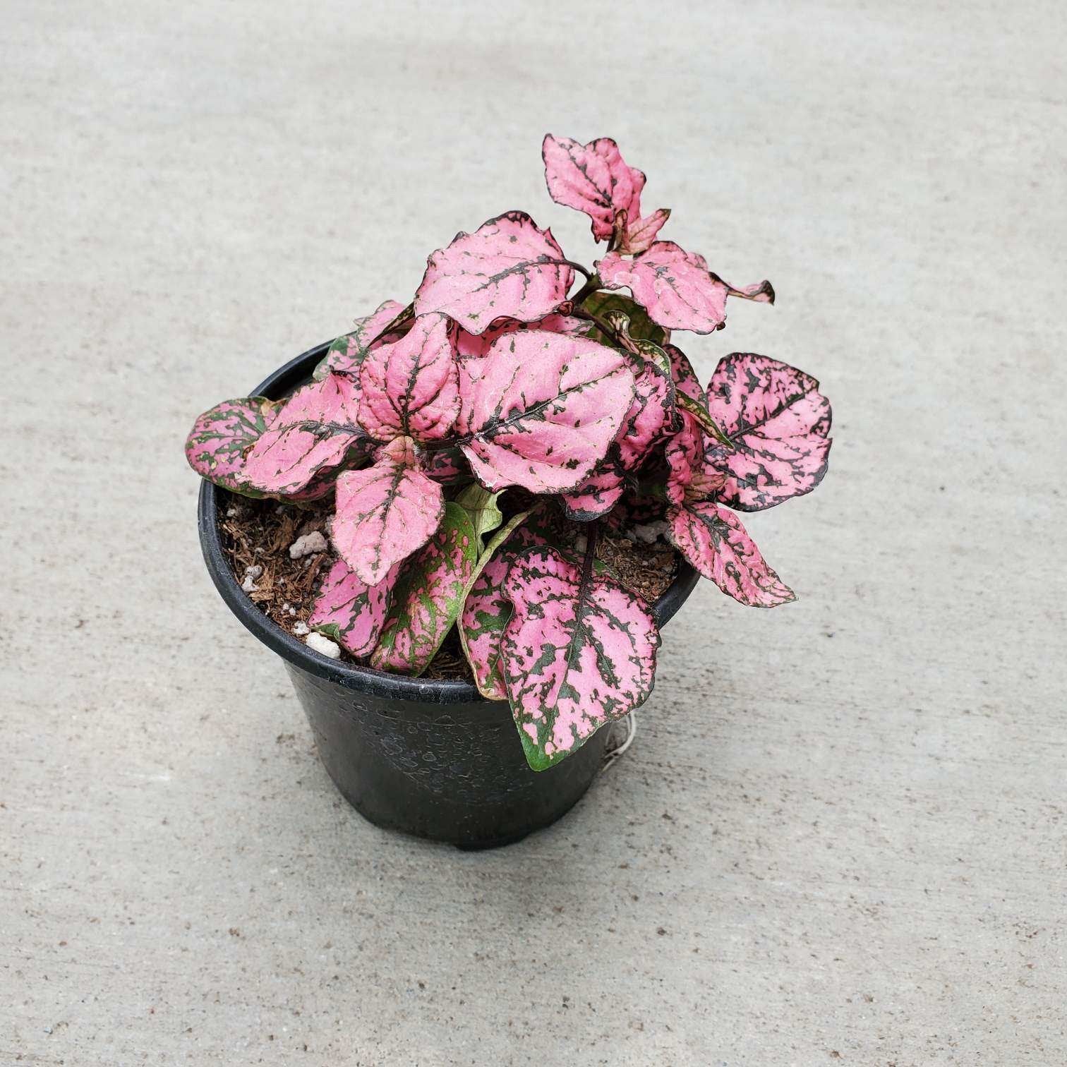 hippo rose polka dot plant indoor Hippo Rose Polka Dot Plant