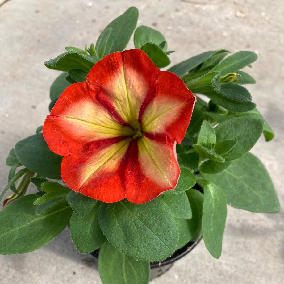 Crazytunia Frisky Orange Petunia – Southern Idaho Landscape Center