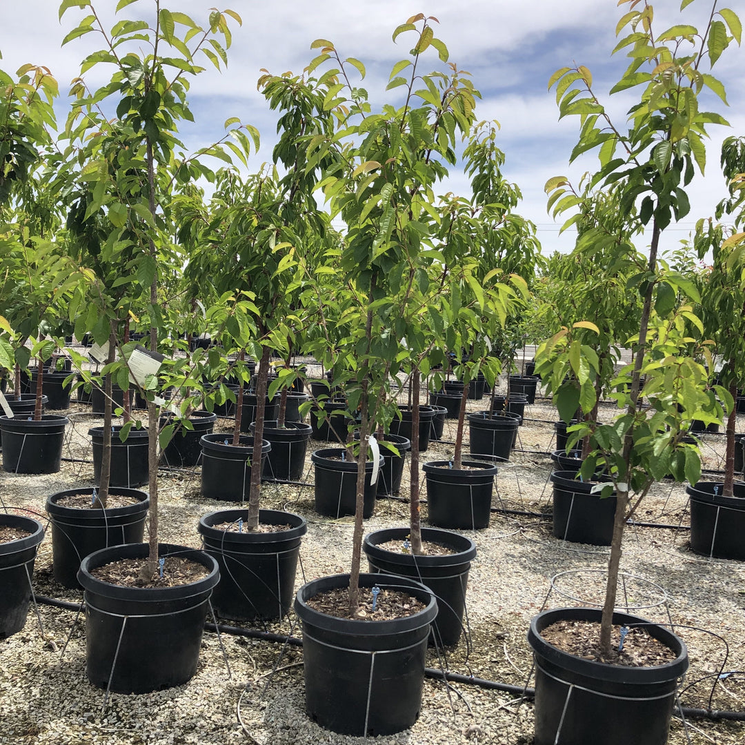 Rainier Cherry Tree Southern Idaho Landscape Center