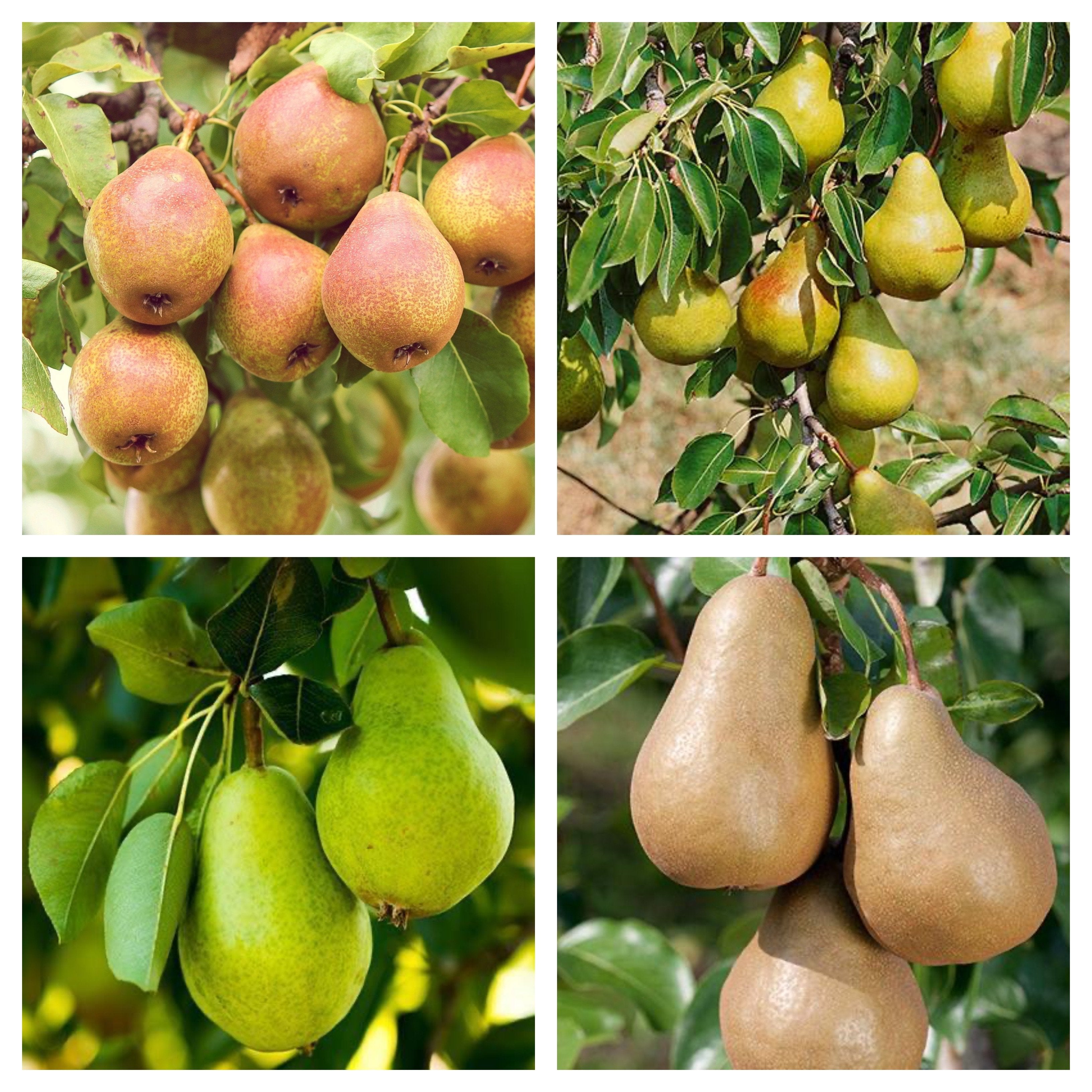 4 in 1 Pear Tree – Southern Idaho Landscape Center