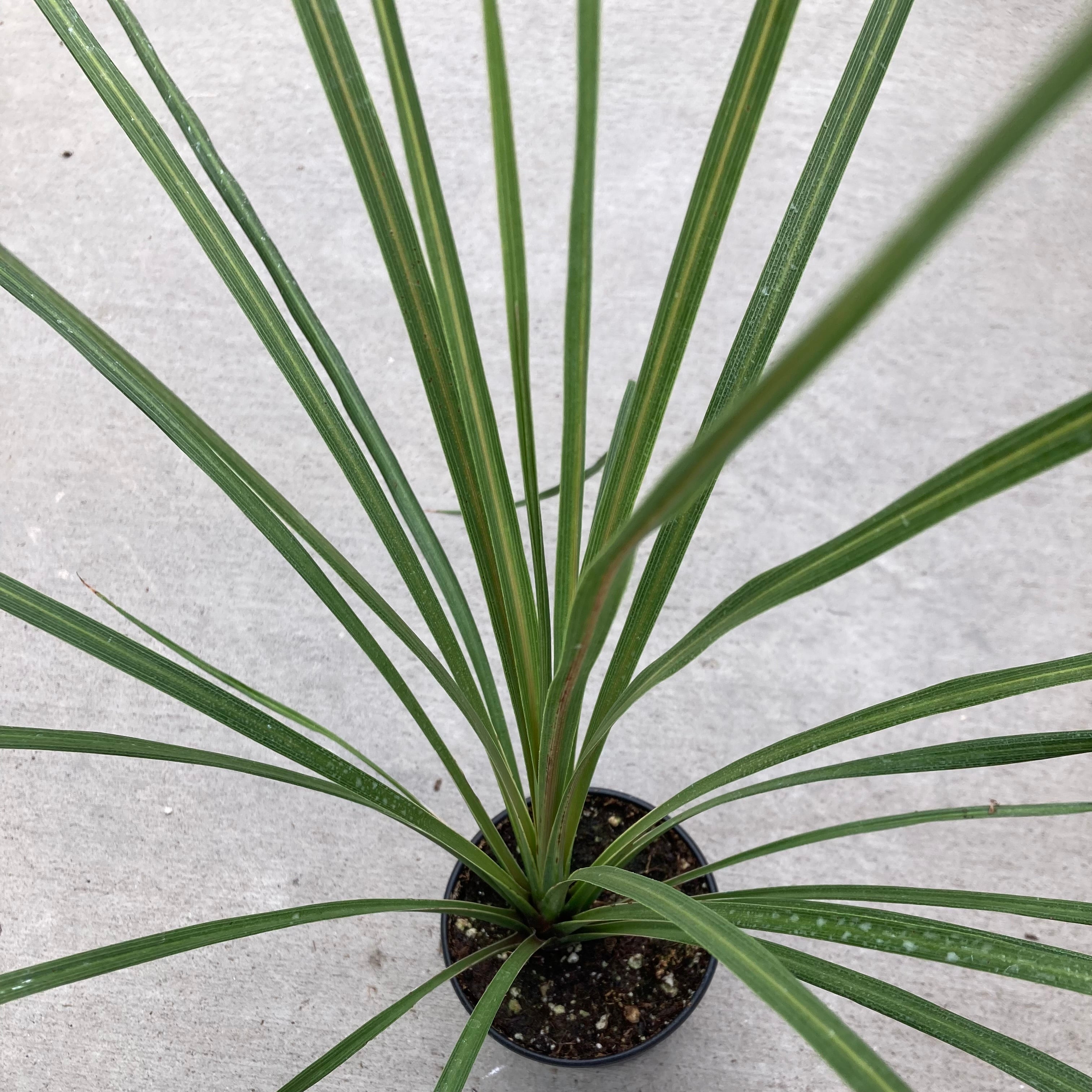 dracaena indivisa spike Dracaena indivisa