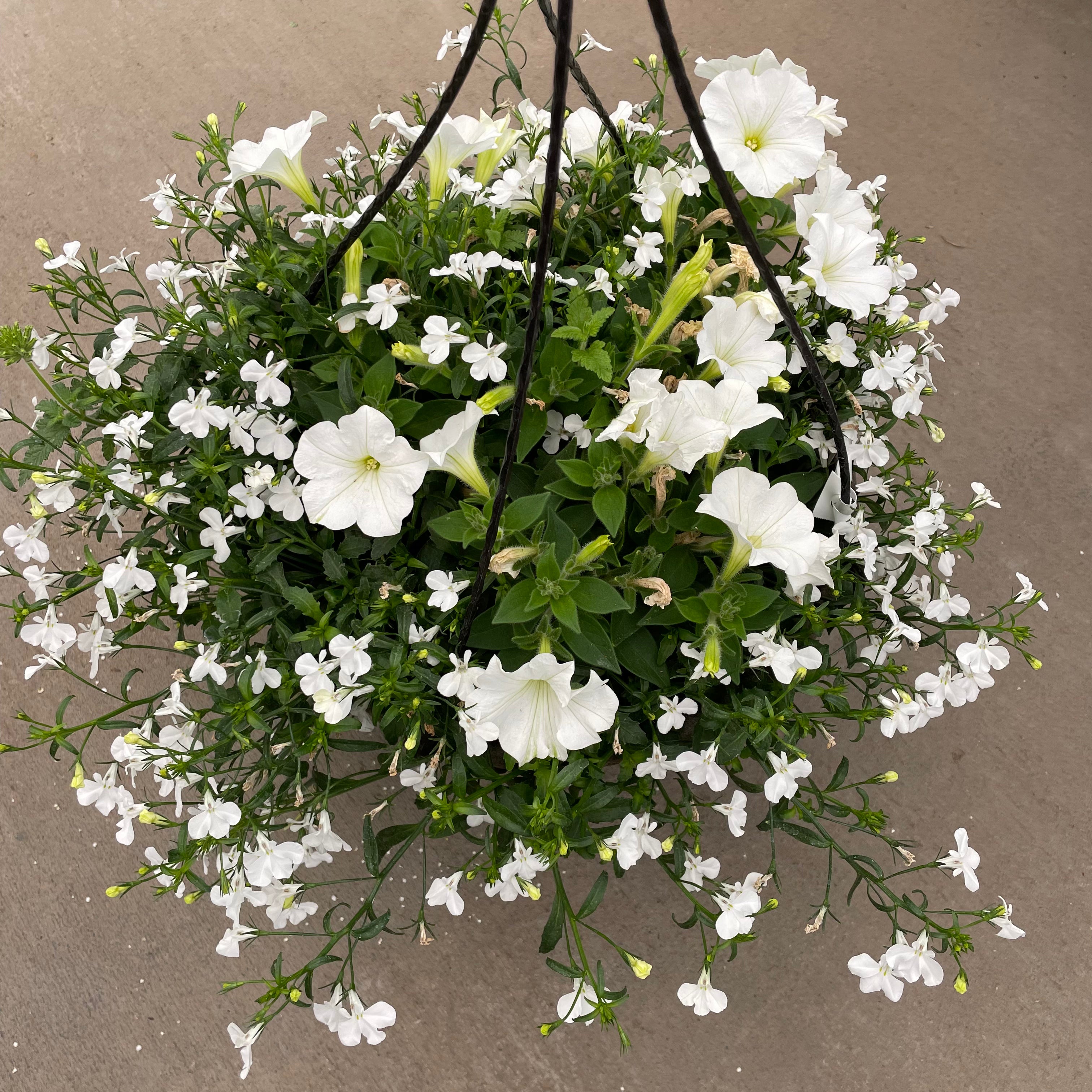 white flowering hanging plants 10" Trixi Walk on a Cloud Hanging Basket Plant – Southern Idaho Landscape Center