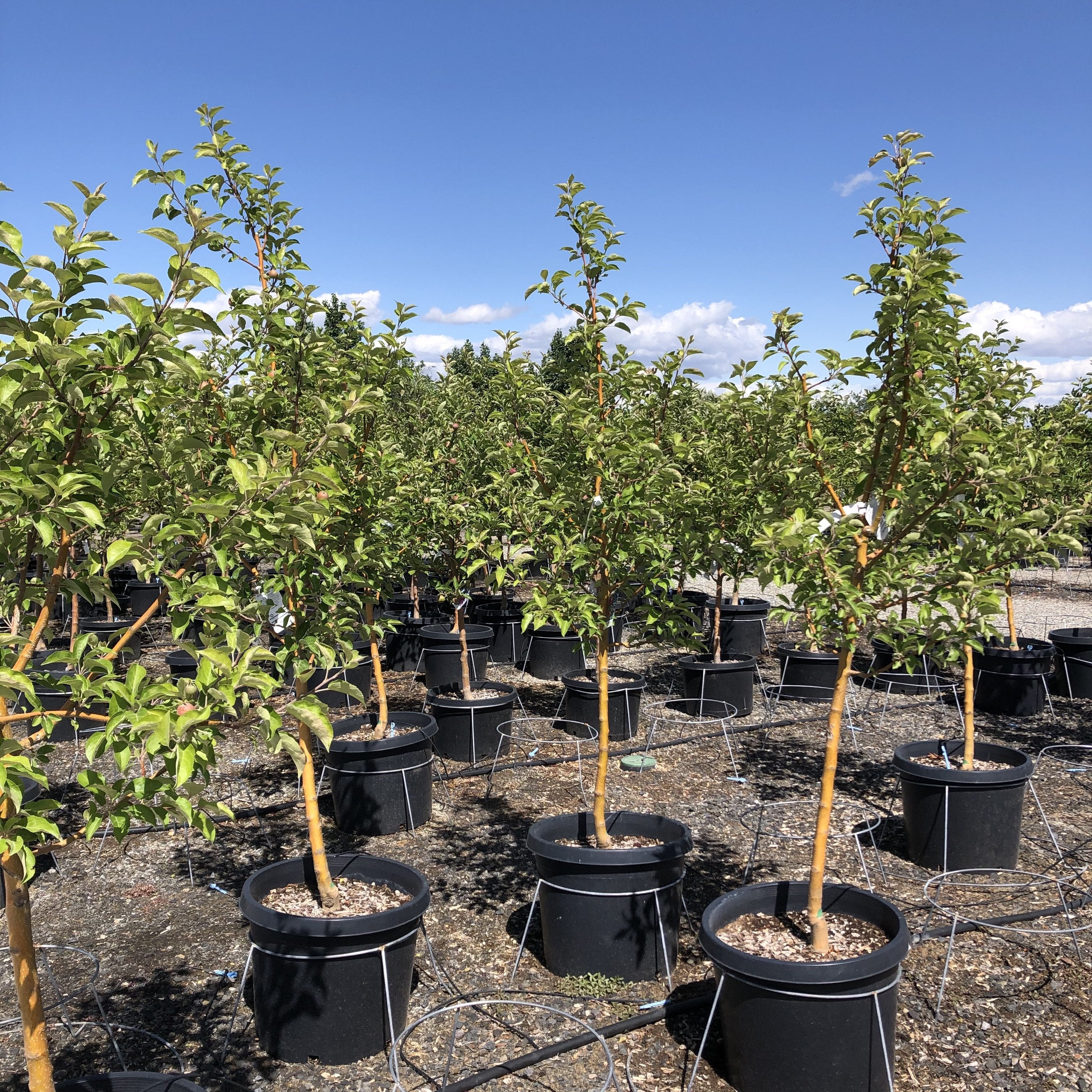 planting honeycrisp apple seeds Honey Crisp Apple Tree
