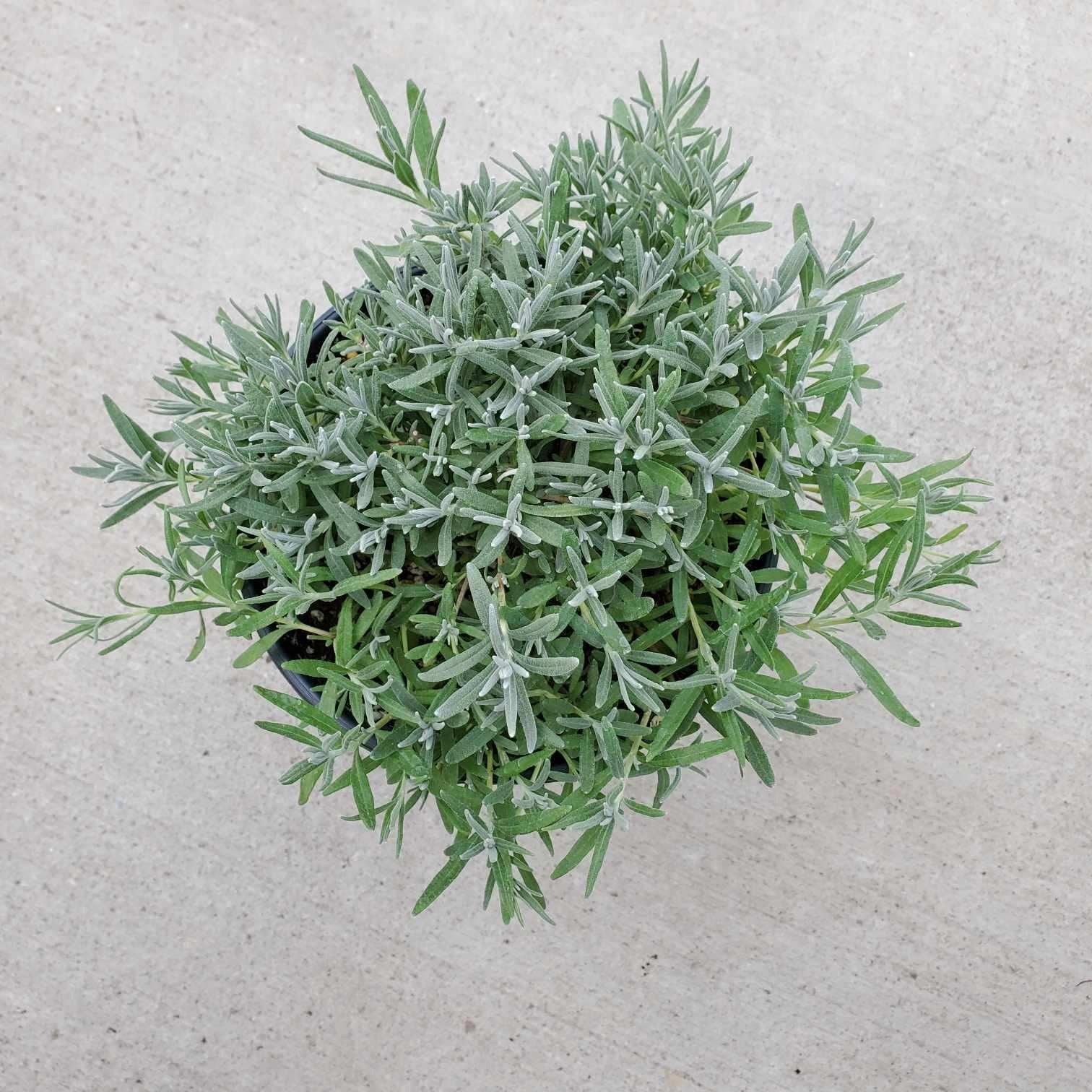 miniature lavender plant Lavandula | Munstead Lavender