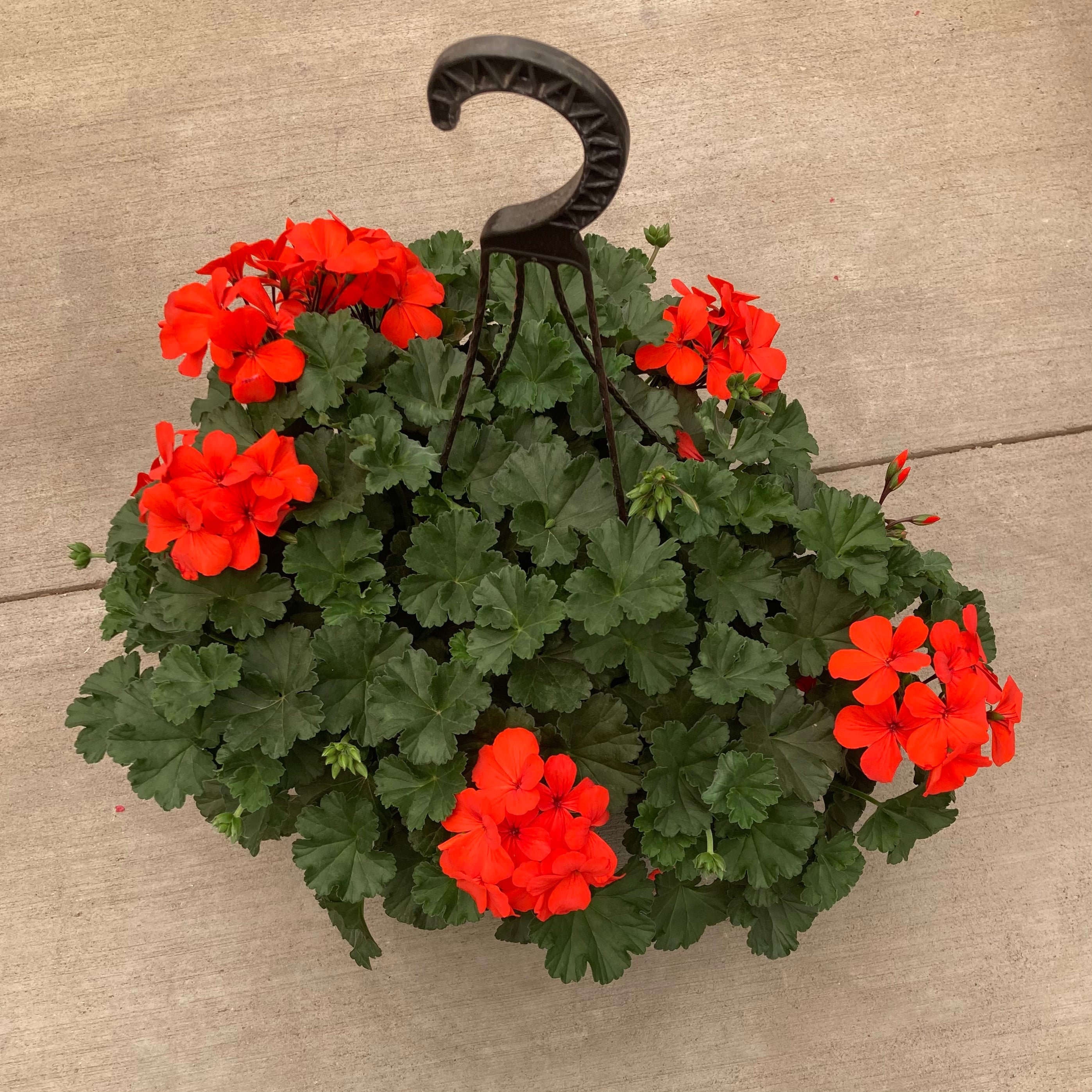 orange hanging basket plants 10" Caliente Orange Geranium Hanging Basket – Southern Idaho Landscape Center