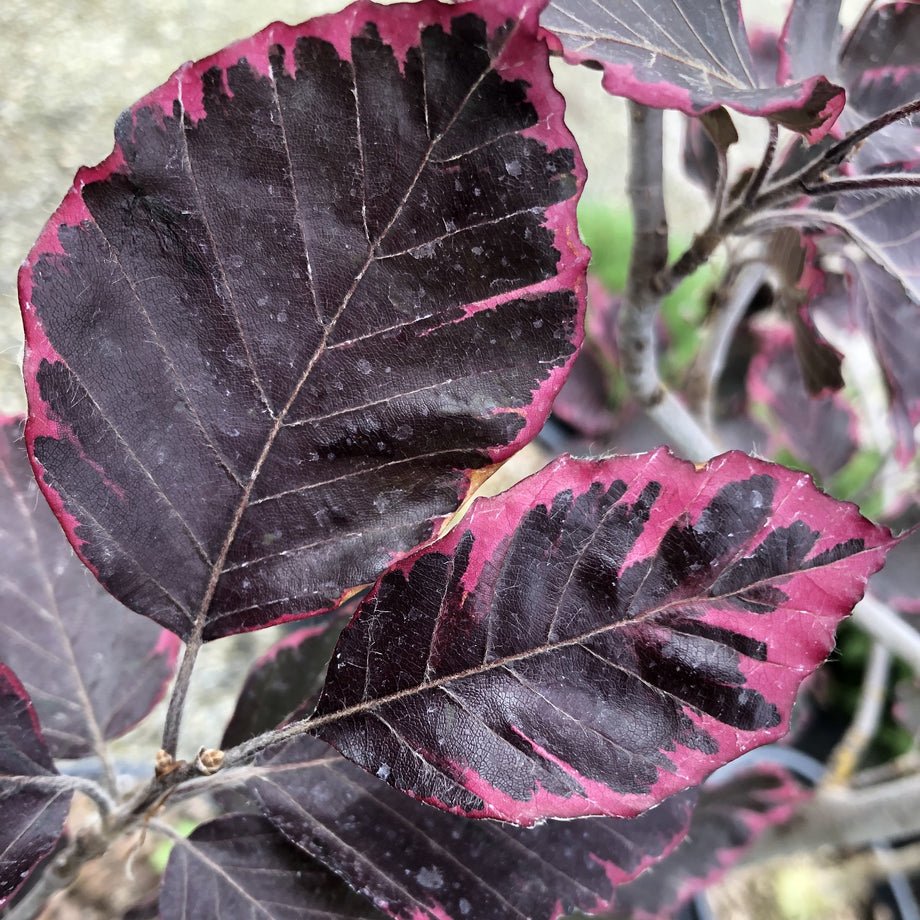 Tricolor Beech Tree