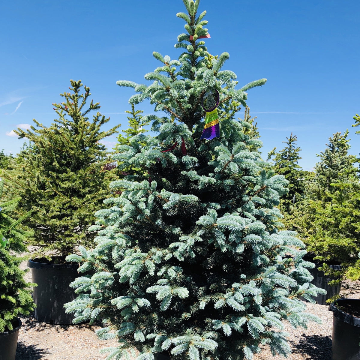 Fat Albert Spruce Tree Southern Idaho Landscape Center