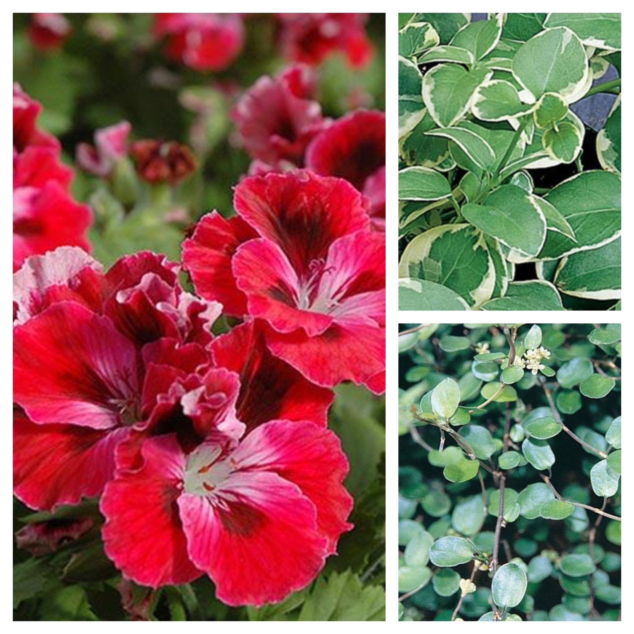 hanging geranium plants 12" Red Velvet Geranium with Vinca and Wire Wine Hanging Basket Plant – Southern Idaho Landscape Center