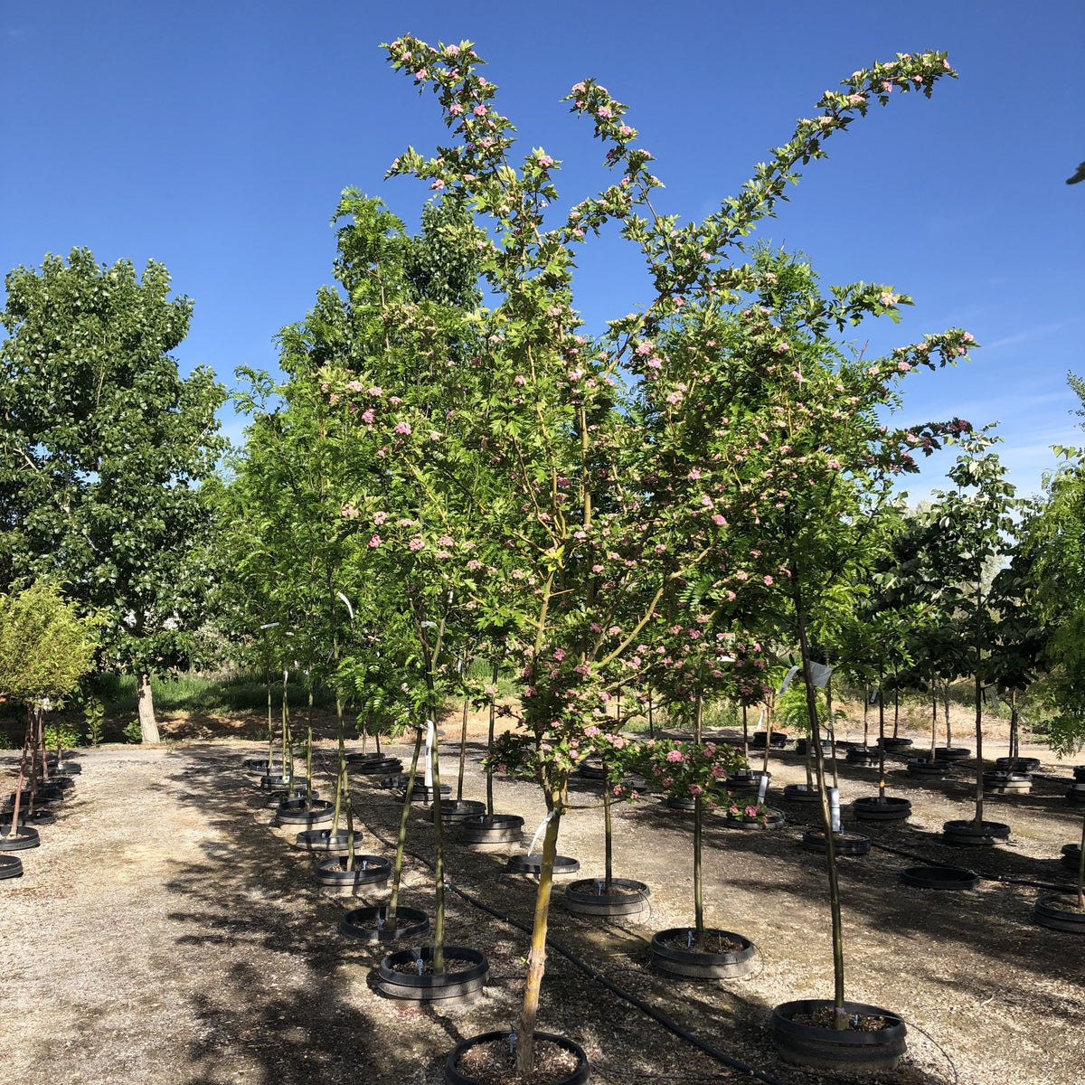 Toba Hawthorn Tree – Southern Idaho Landscape Center