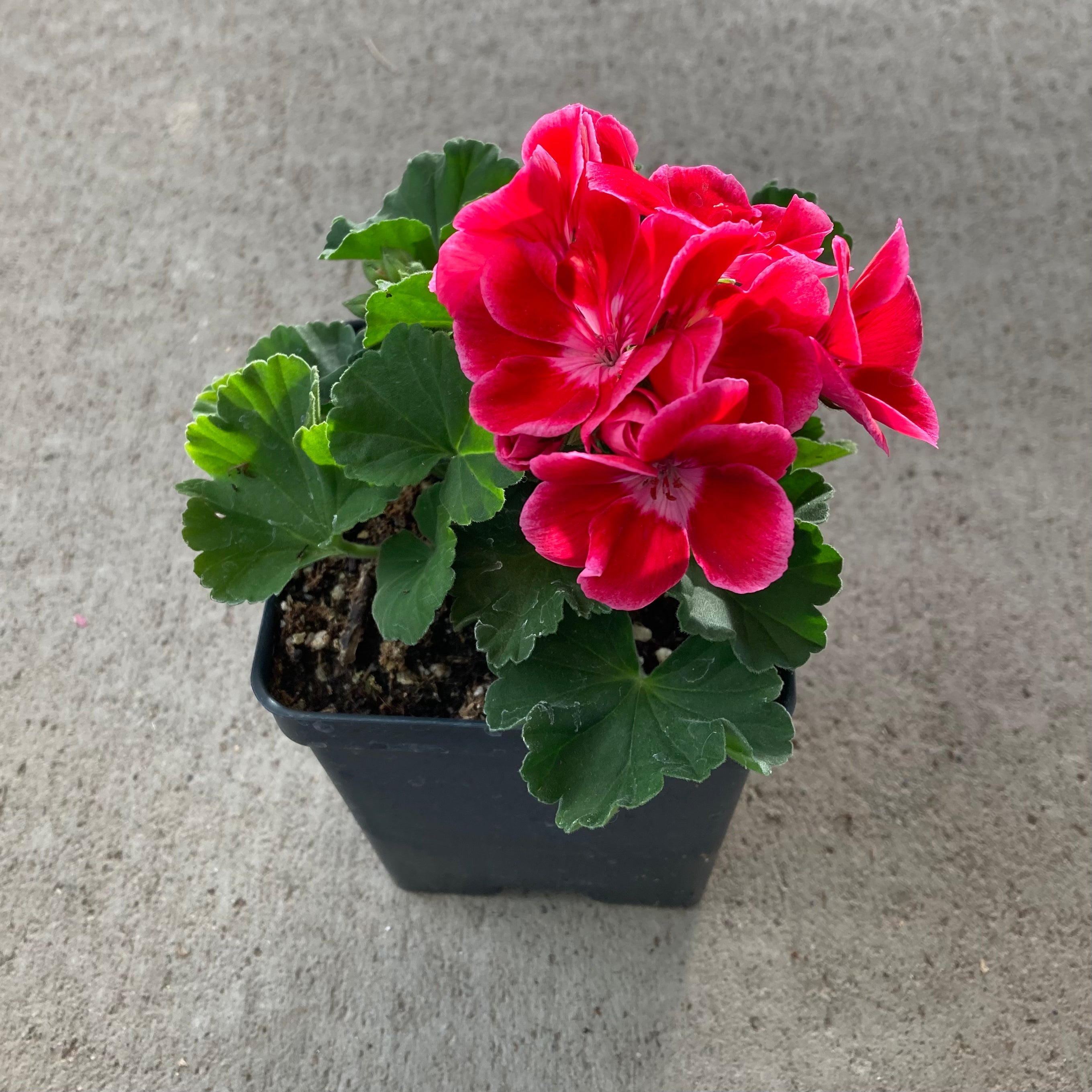 Savannah Ruby Sizzle Zonal Geranium – Southern Idaho Landscape Center