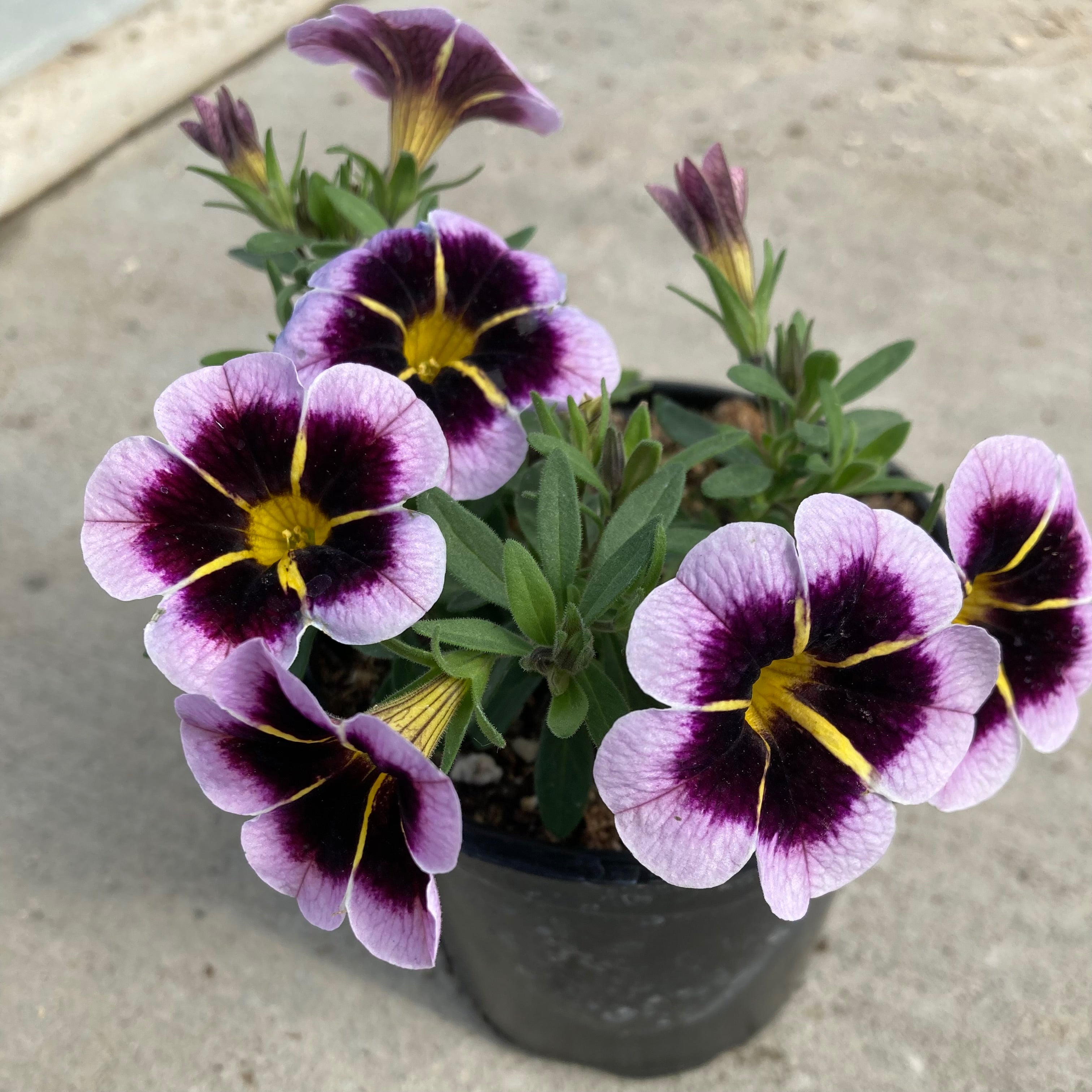 Calibrachoa Calitastic Raspberry Calitastic Bordeaux Star Calibrachoa (Million Bells) – Southern Idaho ...