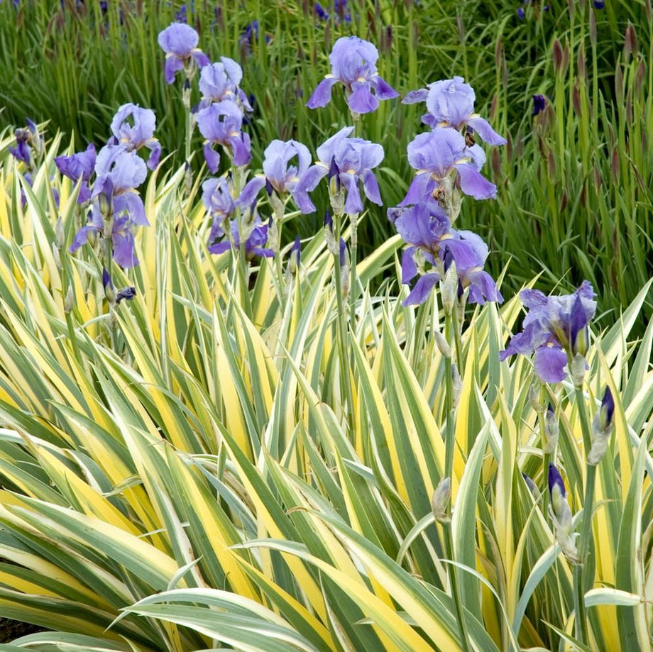 iris tectorum variegata cruella Variegated Dalmatian Iris – Southern Idaho Landscape Center
