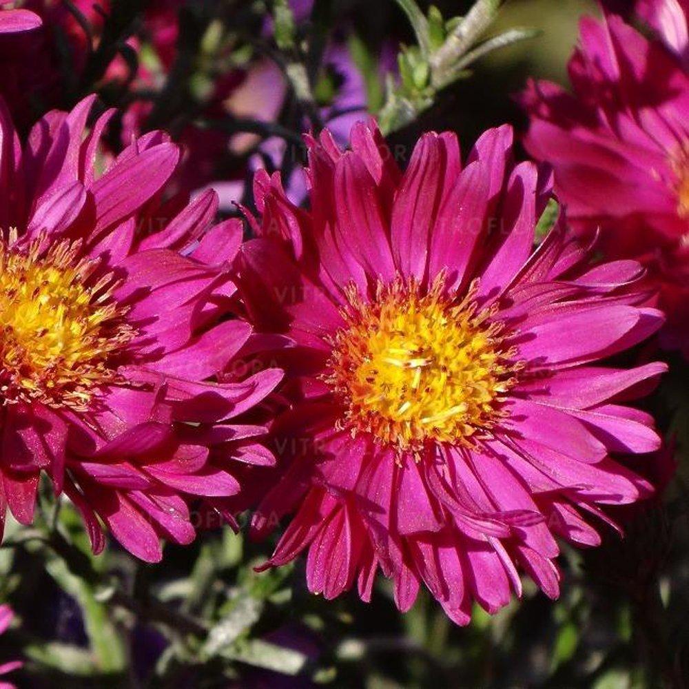 Island Bahamas Aster (Michaelmas Daisy)