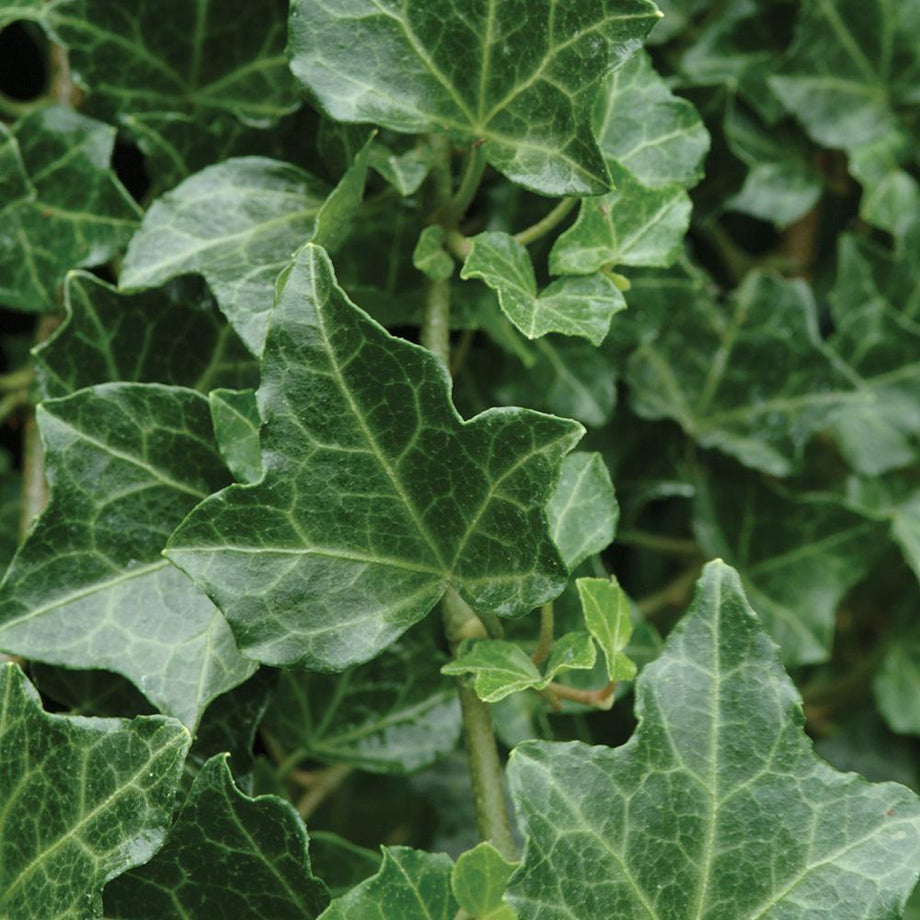 Hedera helix var. baltica - Baltic English Ivy – Southern Idaho Landscape  Center, image size:920x920