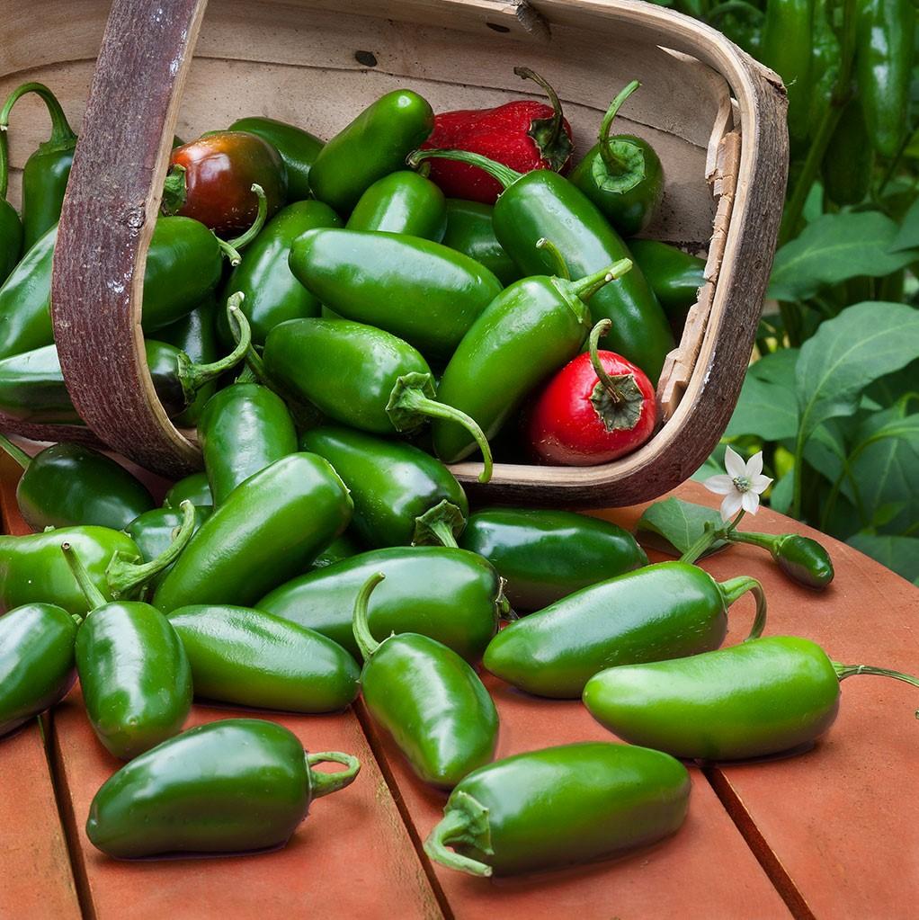 jalapeno pepper seeds planting Jalapeno Hot Pepper (Garden Starter Plant)