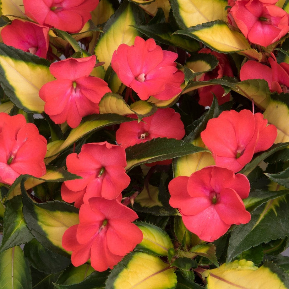 SunStanding Jazzy Coral New Guinea Impatiens – Southern Idaho