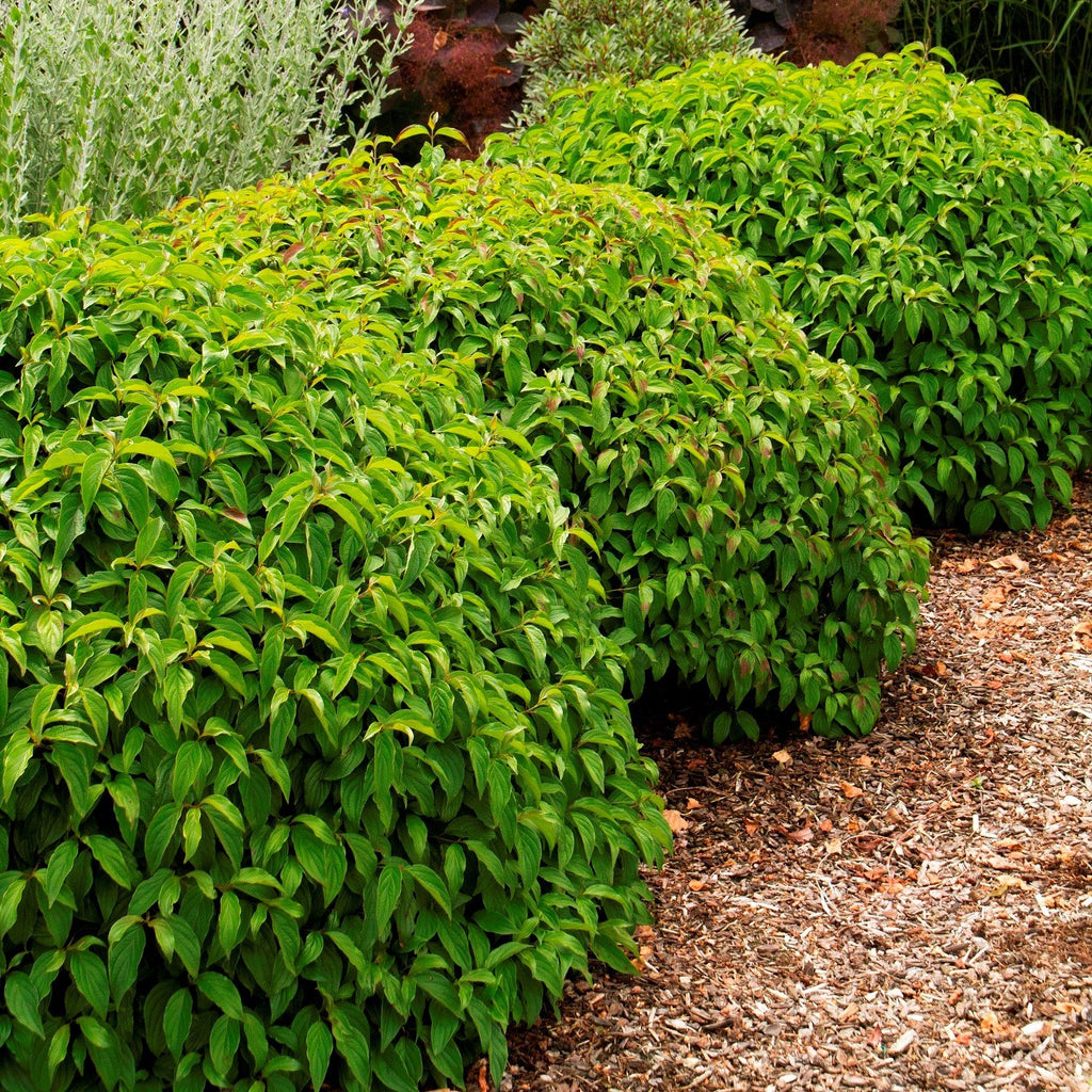 Kelsey Dwarf Red Osier Dogwood Southern Idaho Landscape Center kelsey-dwarf-red-osier-dogwood-southern-idaho-landscape-center
