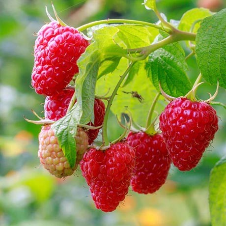 Latham Raspberry Plant – Southern Idaho Landscape Center