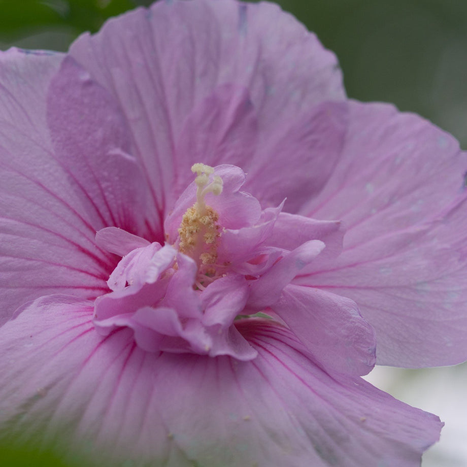 hibiscus lavender chiffon plant Lavender Chiffon Hibiscus (Rose of Sharon) – Southern Idaho Landscape Center