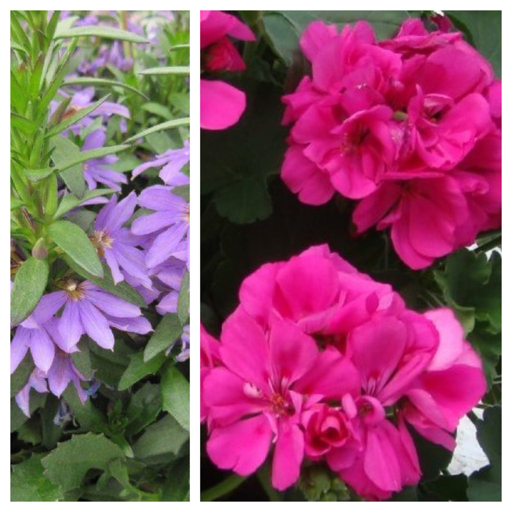lilac hanging plant 12" Lilac Geranium with Blue Scaevola Hanging Basket – Southern Idaho Landscape Center