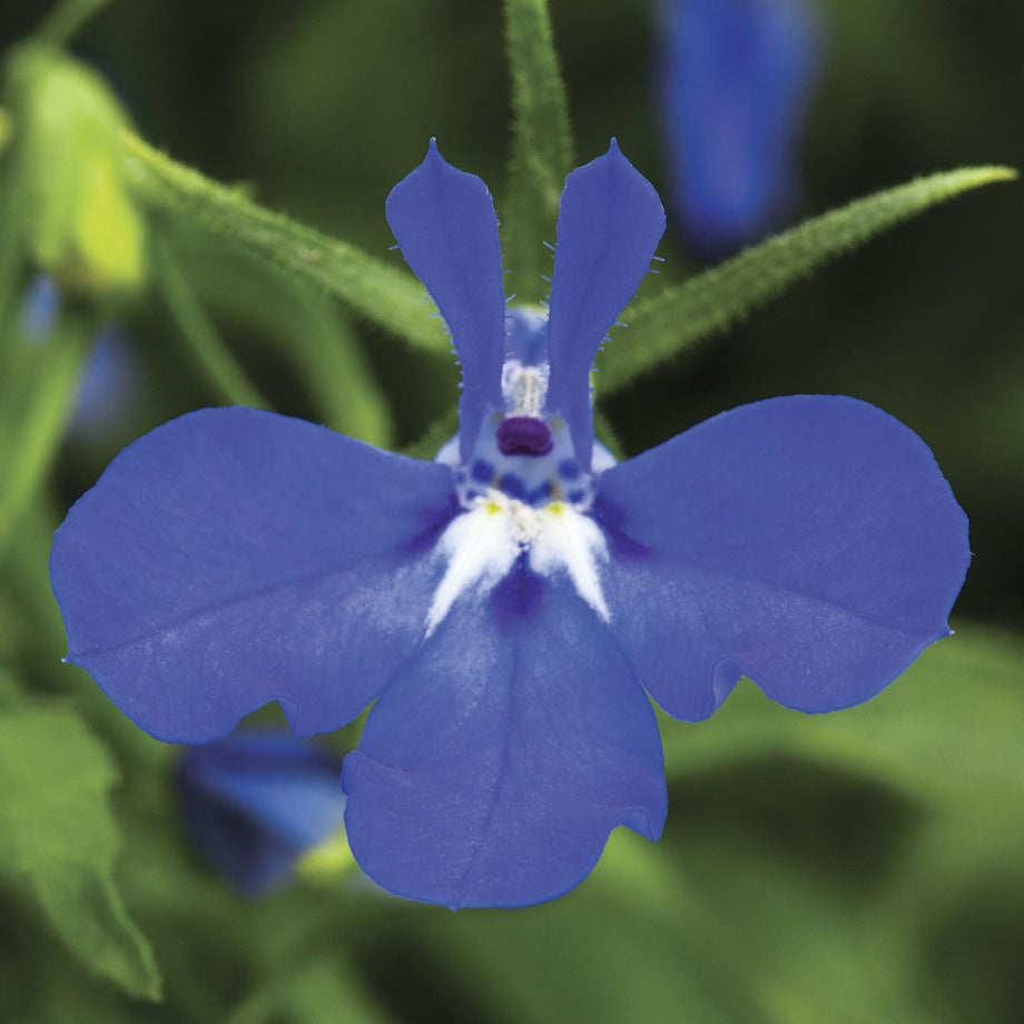 Techno Dark Blue Lobelia – Southern Idaho Landscape Center