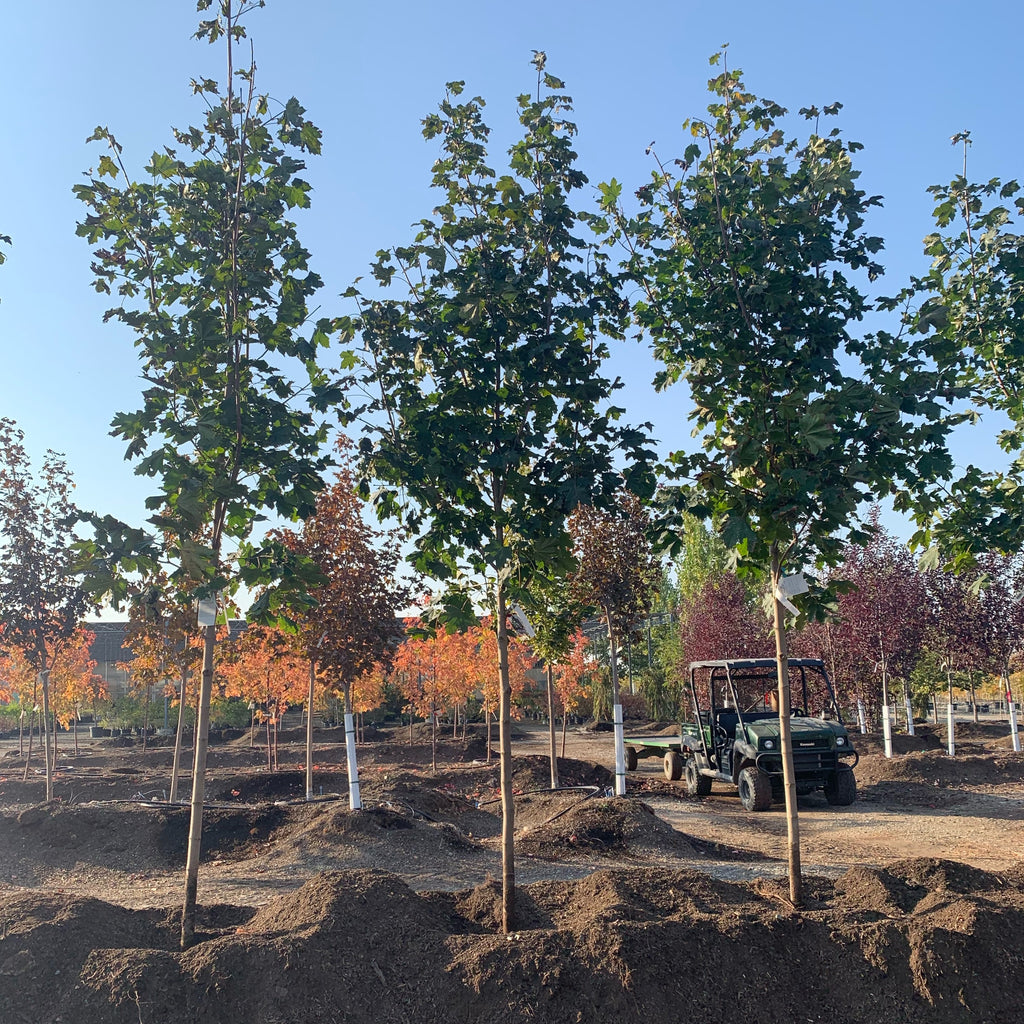 Debra Maple Deborah Norway Maple Tree – Southern Idaho Landscape Center