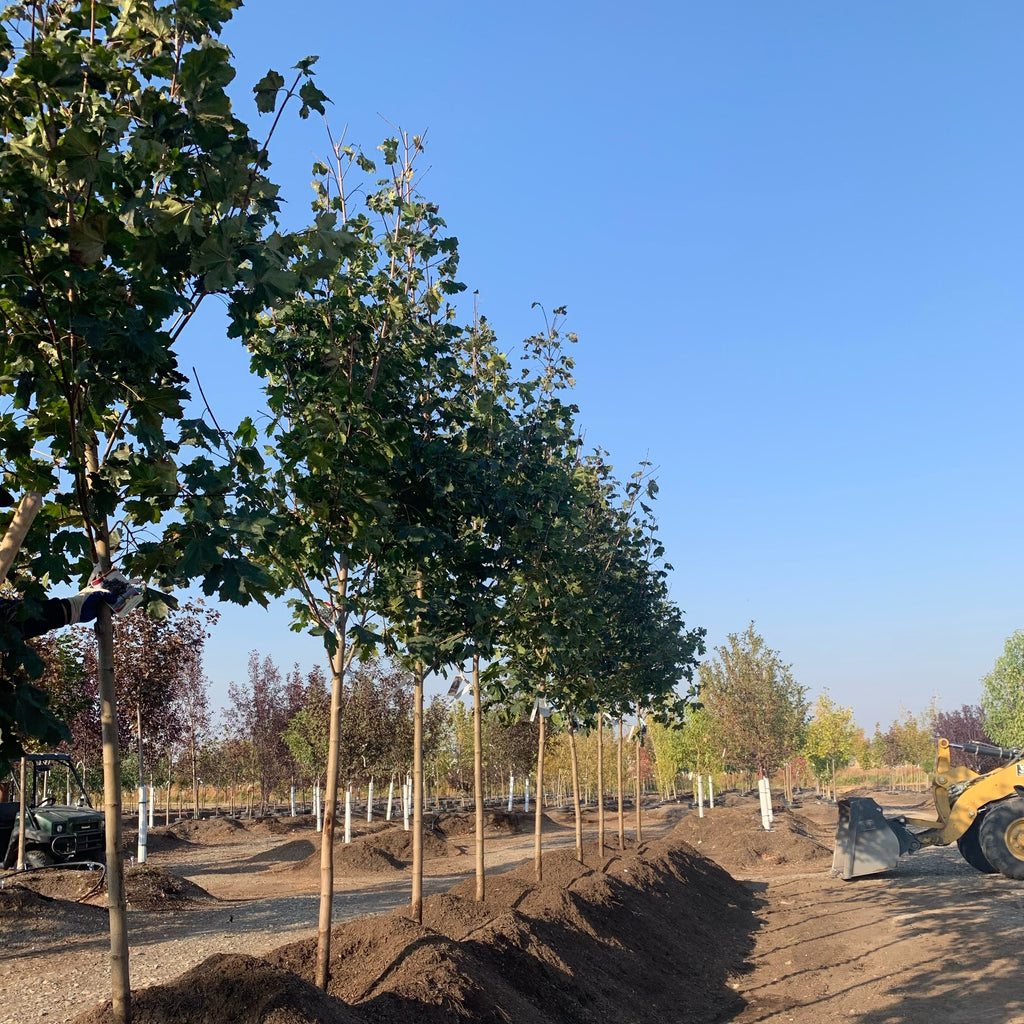 Debra Maple Deborah Norway Maple Tree – Southern Idaho Landscape Center