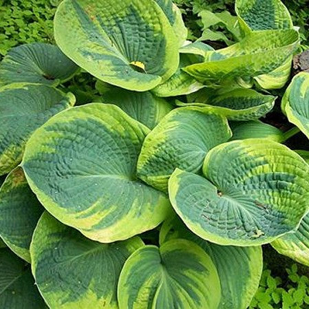 Maple Leaf Hosta (Plantain Lily) – Southern Idaho Landscape Center
