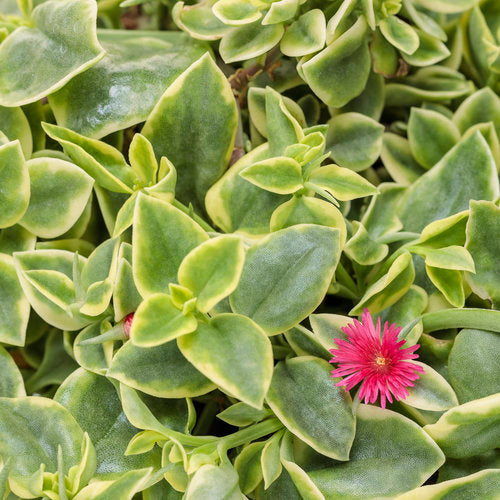 succulent daisy plant Mezoo Trailing Red Dorotheanthus (Livingstone Daisy) – Southern Idaho Landscape Center