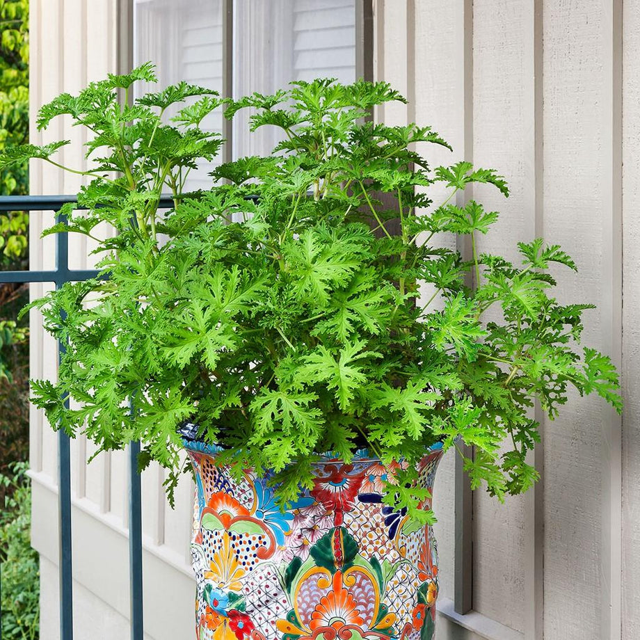 citronella mosquito plant Citronella Geranium (Mosquito Plant)