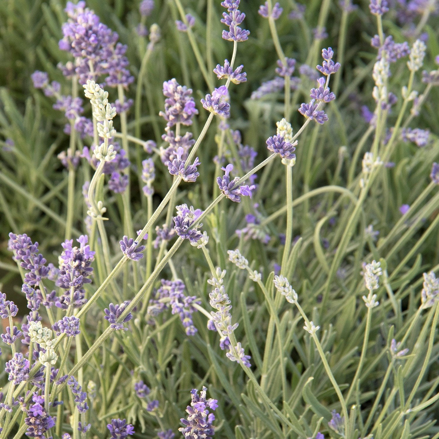 Munstead Lavender Herb Plant