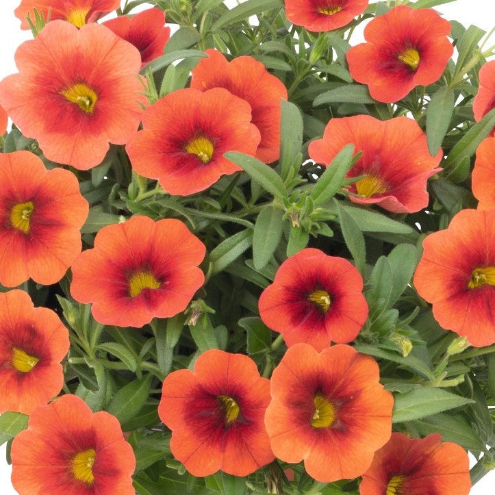 orangezest_723x.jpg?v=1679111072