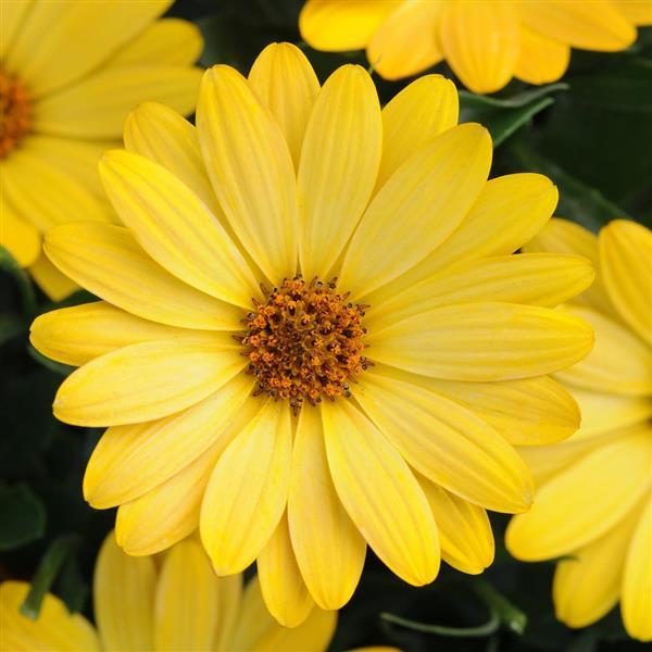 Serenity Deep Yellow Osteospermum (African Daisy) – Southern Idaho ...