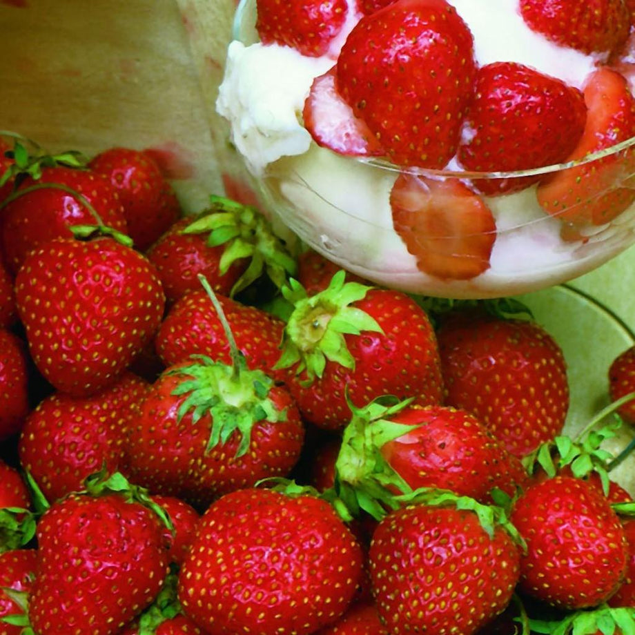ozark beauty strawberry seeds for sale Ozark Beauty Everbearing Strawberry Plant – Southern Idaho Landscape Center
