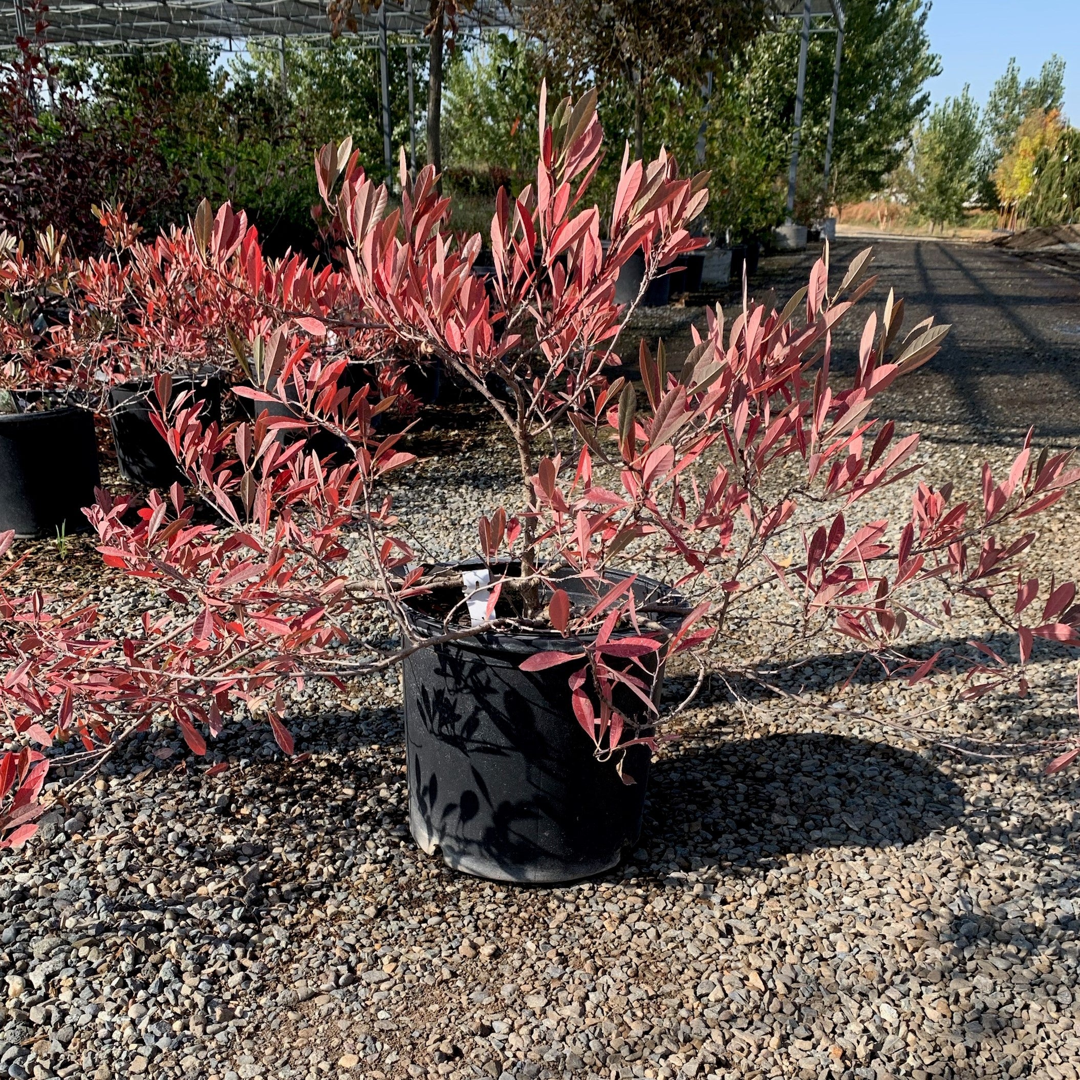 Western Sandcherry