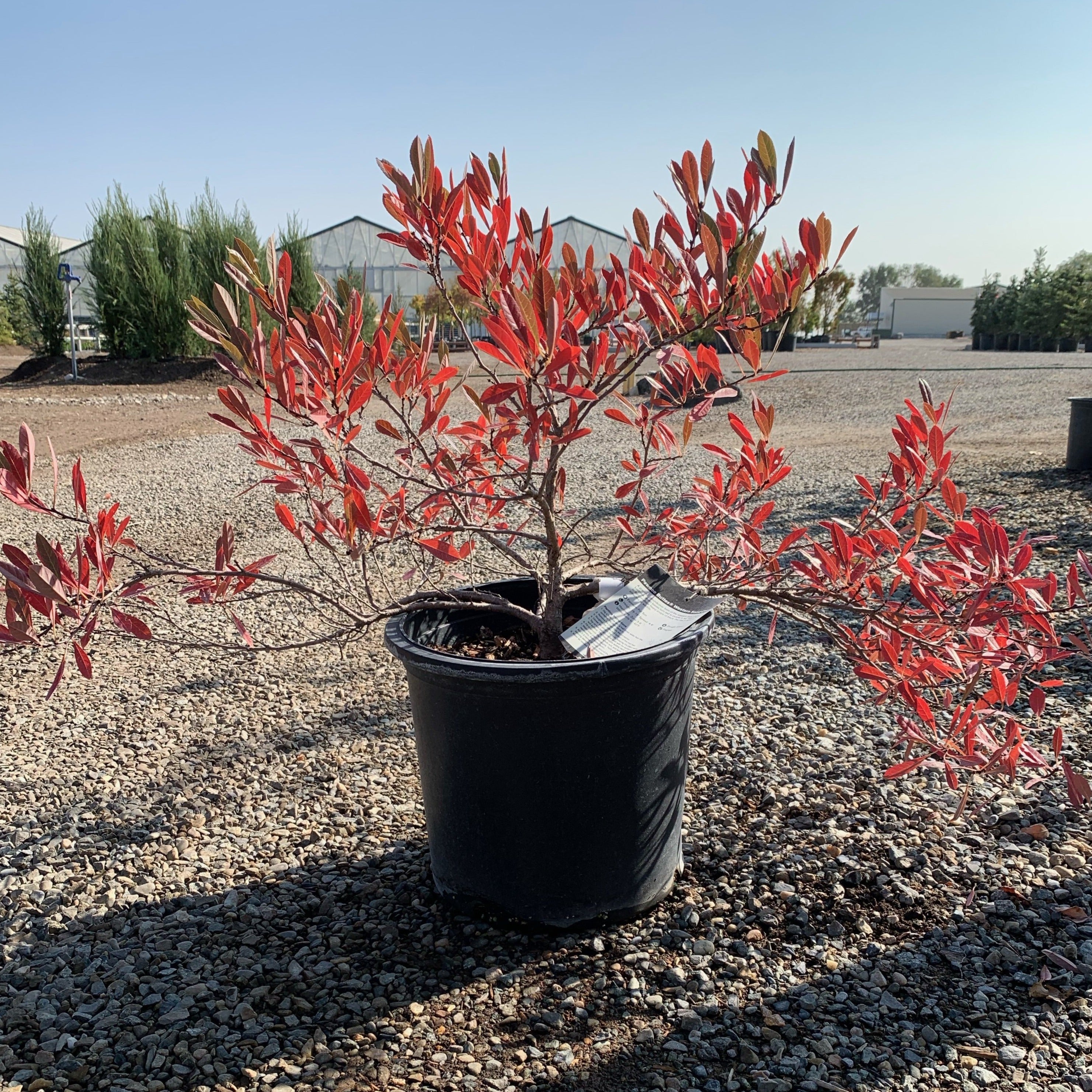 Butte Sand Creeping Western Sand Cherry