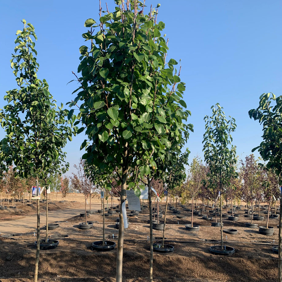 Jack Pear Tree – Southern Idaho Landscape Center