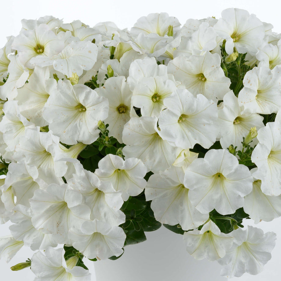 Capella White Petunia – Southern Idaho Landscape Center