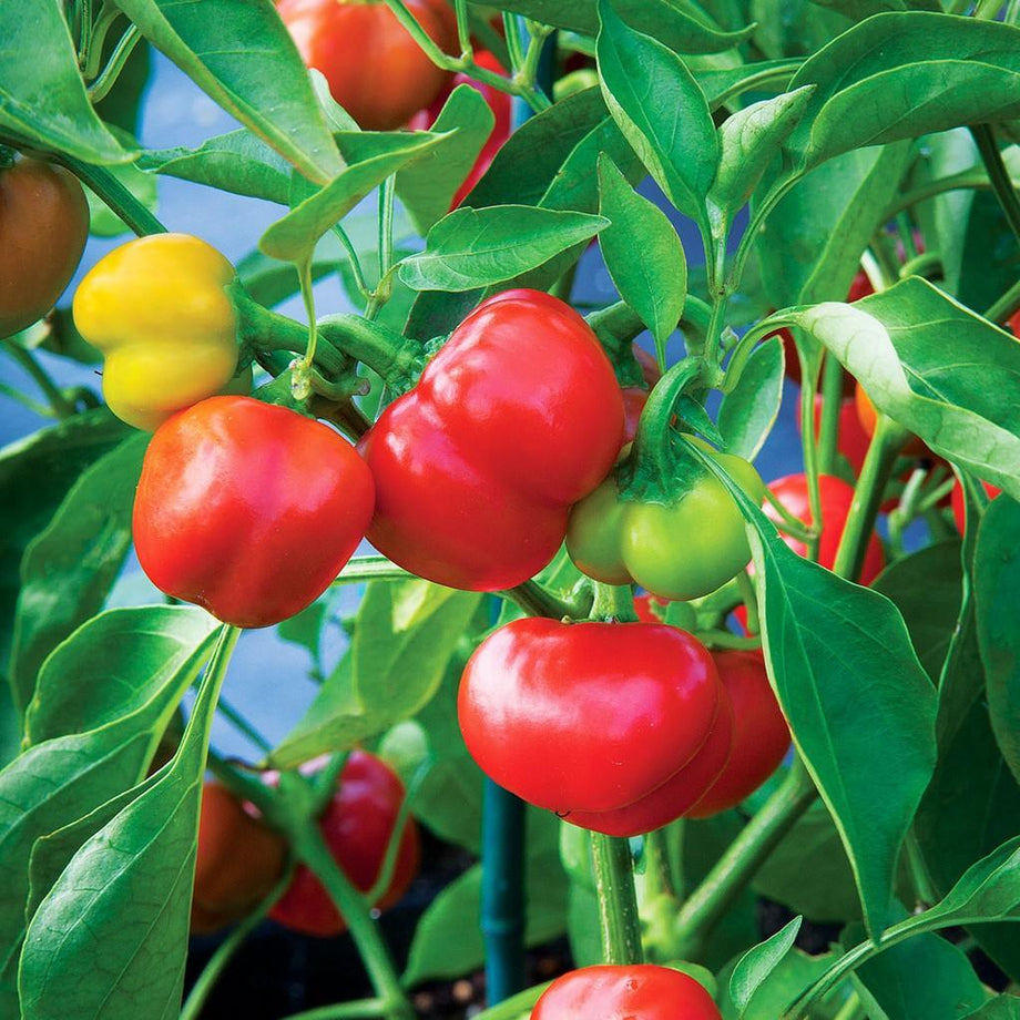 Pimiento Pepper (Garden Starter Plant) – Southern Idaho Landscape Center