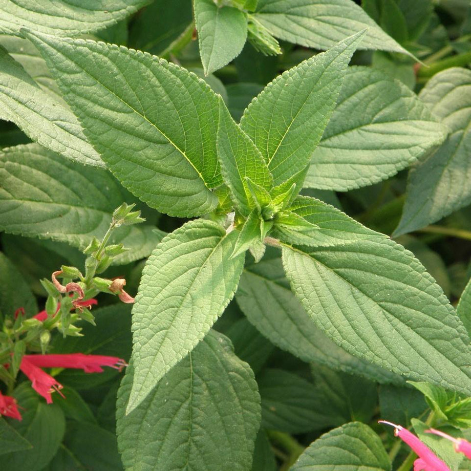 Pineapple Sage (Garden Starter Plant)