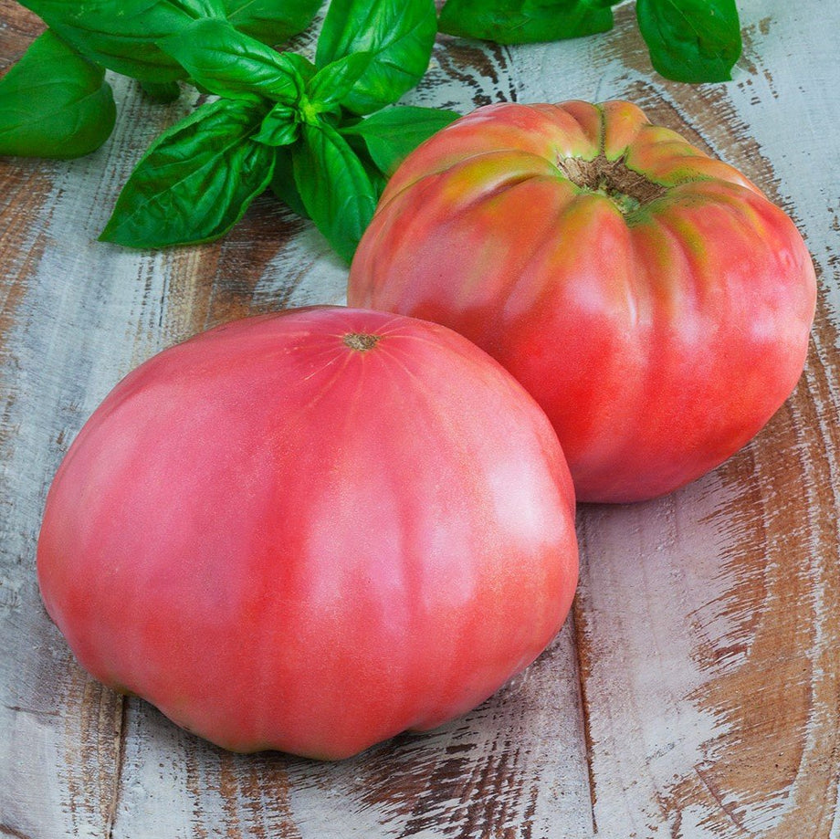 Pink Brandywine Heirloom Tomato (Garden Starter Plant) – Southern Idaho  Landscape Center