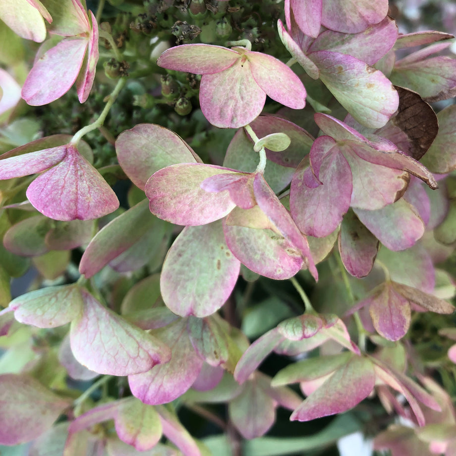 Pinky Winky Panicle Hydrangea – Southern Idaho Landscape Center