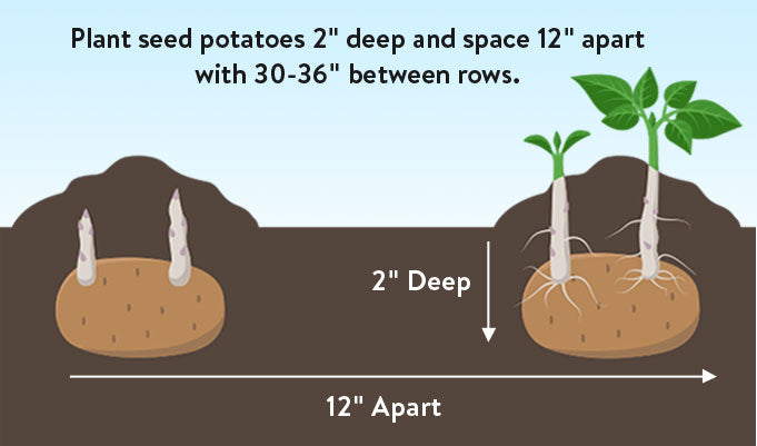 red seed potatoes for planting Red Pontiac Seed Potatoes, Idaho Certified, 1 lb
