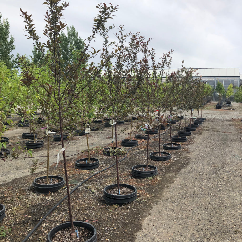 Prairiefire Crabapple Tree – Southern Idaho Landscape Center